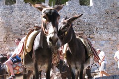 Grecia 2004 | Dodecaneso | Isola di Rodi