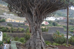 Spagna 2006 | Isole Canarie | Tenerife