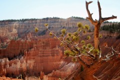 Usa 2008 | Arizona | Bryce Canyon