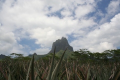 Polinesia Francese 2008 | Moorea, thaiti