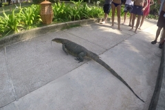 Malesia 2016 | Isole Perhentian | Varano in spiaggia