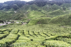 Malesia 2016 |  Cameron Highlands