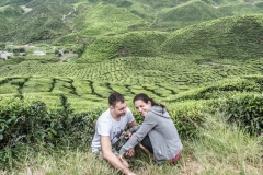 Malesia 2016 |  Cameron Highlands