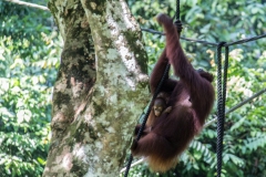 Malesia 2016 | Borneo | Sepilok
