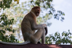 Malesia 2016 | Borneo | Sepilok